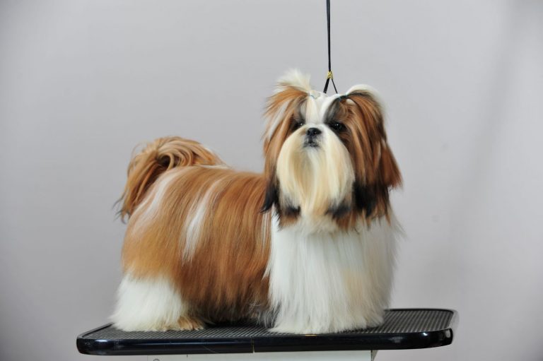 De officiële rasstandaard van de Shih Tzu uitgelegd