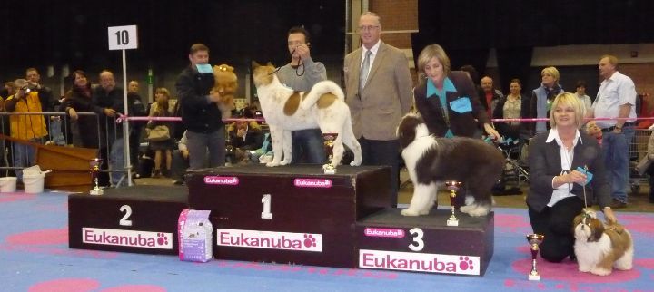 Shih Tzu showhond in topvacht