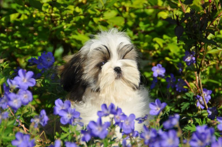 Welke voeding eet je shihtzu