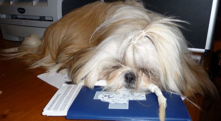 dierenarts op vakantie met je shihtzuhond