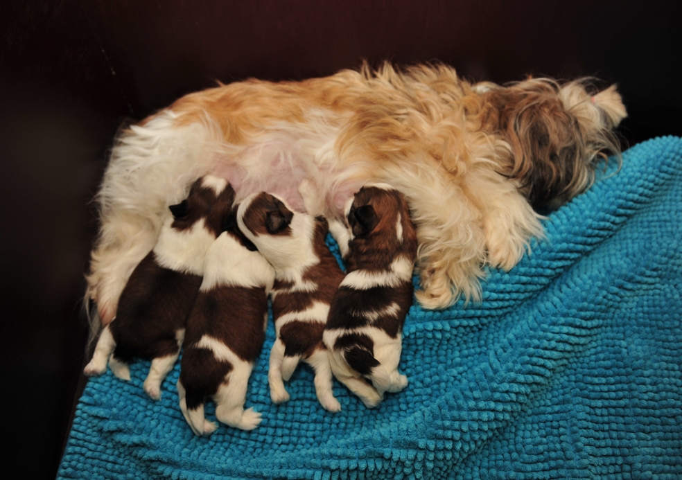 puppys in de werpkist