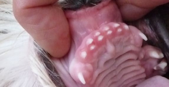 tandjes shihtzu dubbele rij