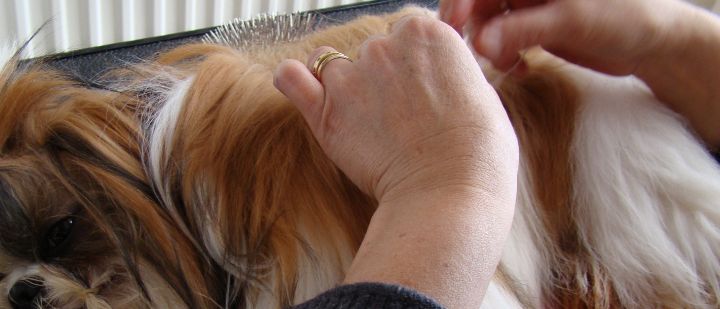 verzorg van de vacht bij de shihtzu