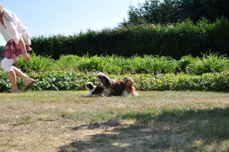 5 Inzichten over Verlatingsangst bij honden zoals de ShihTzu