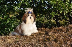 Andere Shih Tzu Clubs wereldwijd