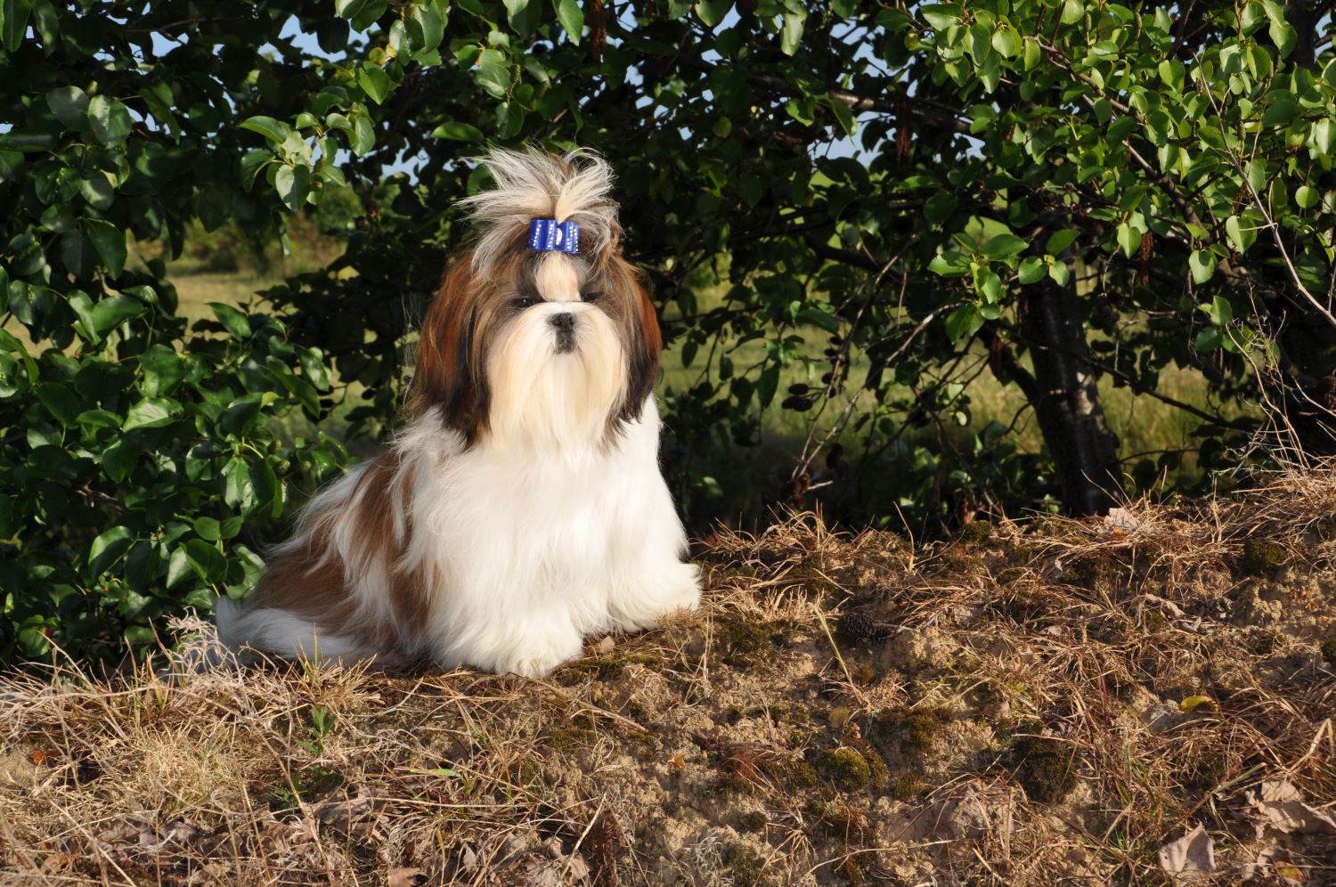 Andere Shih Tzu Clubs wereldwijd
