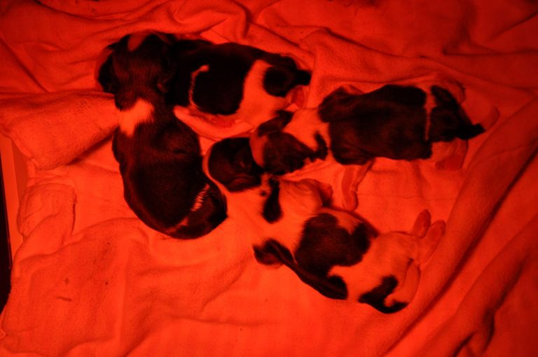 Voorbereiding van de bevalling en het nestje bij de Shih Tzu