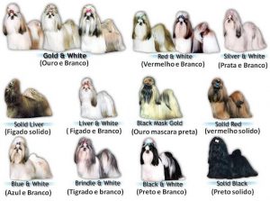 De vachtkleuren van de Shih Tzu