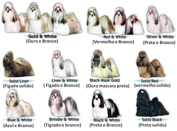 De vachtkleuren van de Shih Tzu