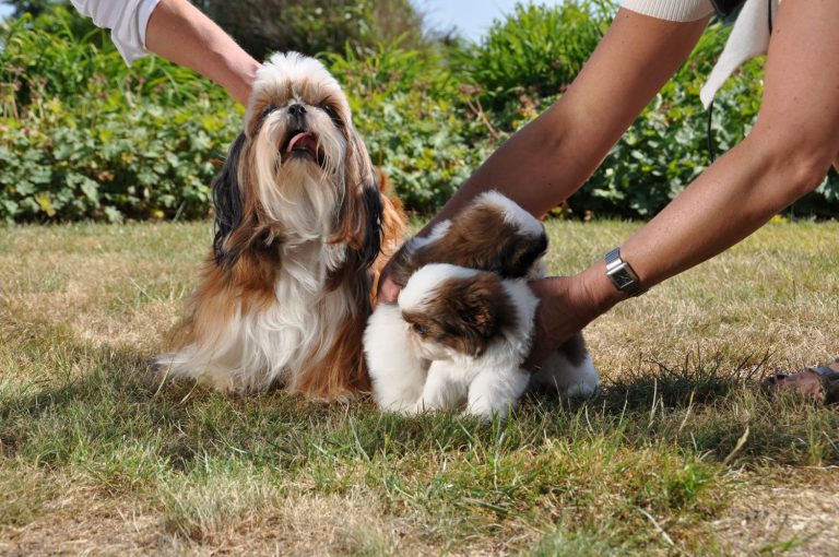 Erkende Shih-Tzu Kennels