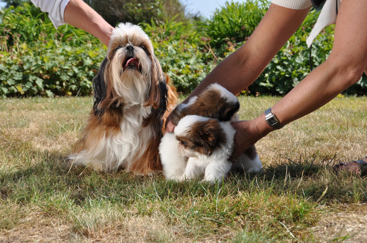 Erkende Shih-Tzu Kennels