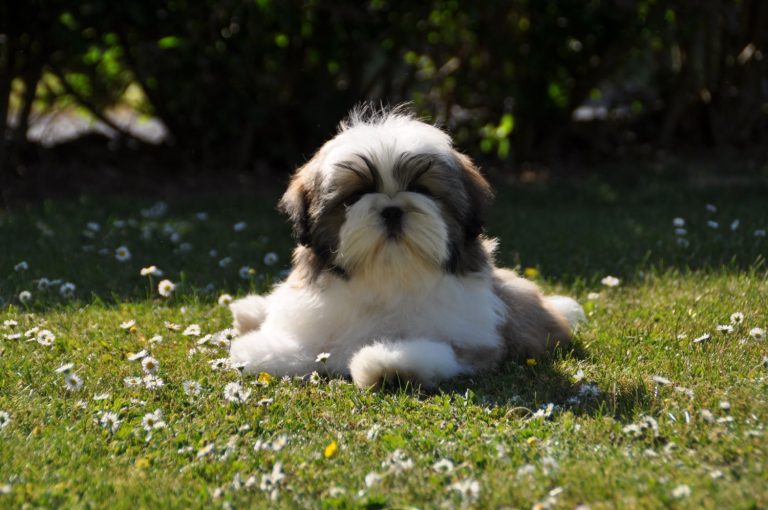 het opvoeden van een puppy