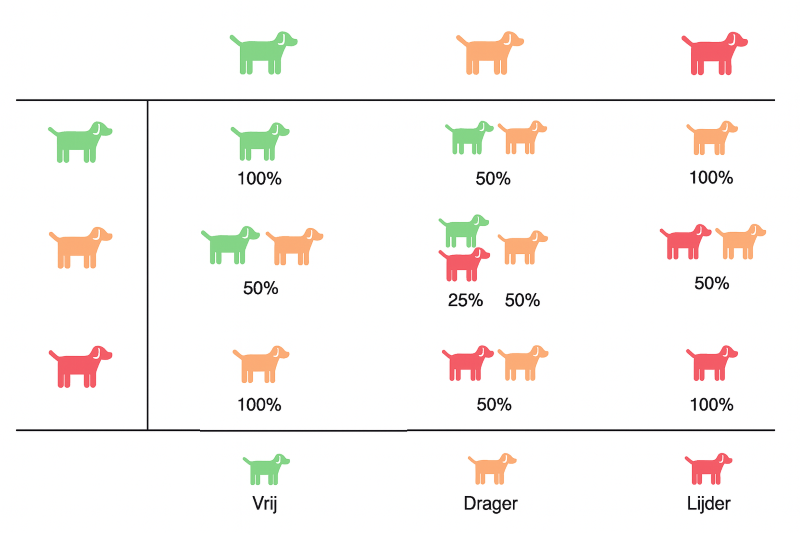 Degeneratieve-Myelopathie-bij-de-Shih-Tzu-schema-vrij-drager-lijder-dm