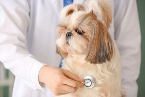Overzicht van aandoeningen bij de Shih Tzu