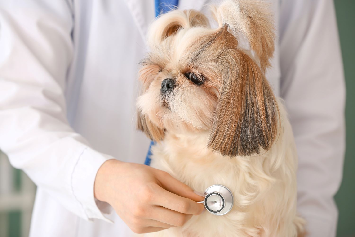 Overzicht van aandoeningen bij de Shih Tzu
